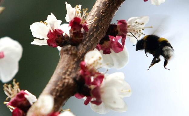 Abeja recoge el polen de un albaricoque en flor/Juan Carlos Hidalgo/EFE
